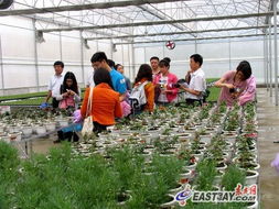 臺(tái)灣花卉在貴州綻放 落地培育助農(nóng)增收致富