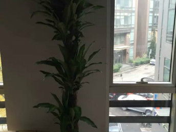 匯通花卉租擺服務(wù)公司 天津花鳥(niǎo)魚(yú)蟲(chóng)市場(chǎng)中的專業(yè)花卉養(yǎng)護(hù)