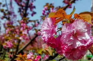 指尖綠洲 手機(jī)應(yīng)用如何賦能現(xiàn)代花卉苗木種植