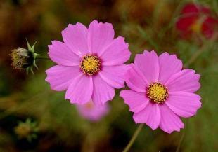 波斯菊種子市場行情與選購指南 供應(yīng)商與價(jià)格分析