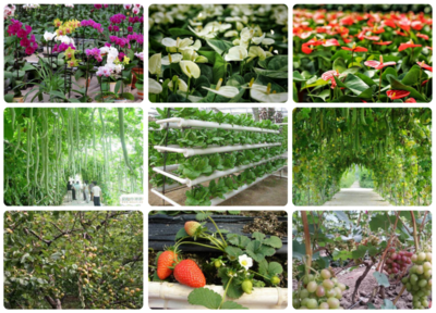 科技賦能，綠意盎然 探訪北京小湯山現(xiàn)代農業(yè)科技示范園的苗木種植